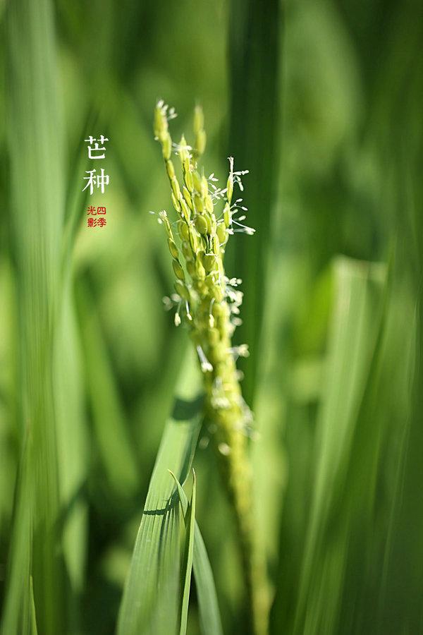 【芒種】連雨不知春去一晴方覺夏深——清晨雨