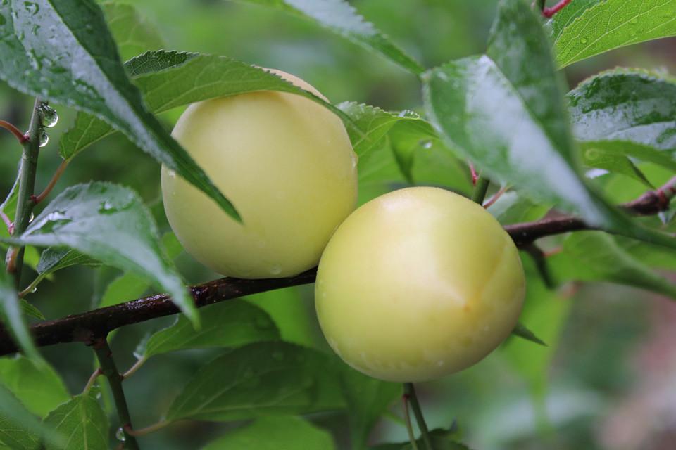 【芒種】連雨不知春去一晴方覺夏深——清晨雨