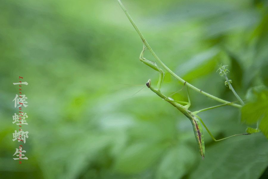 【芒種】連雨不知春去一晴方覺夏深——清晨雨